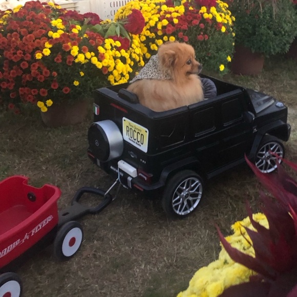 Meet your Posher, Rocco - Picture 6 of 12